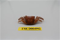 藏品(雙齒近相手蟹)的圖片